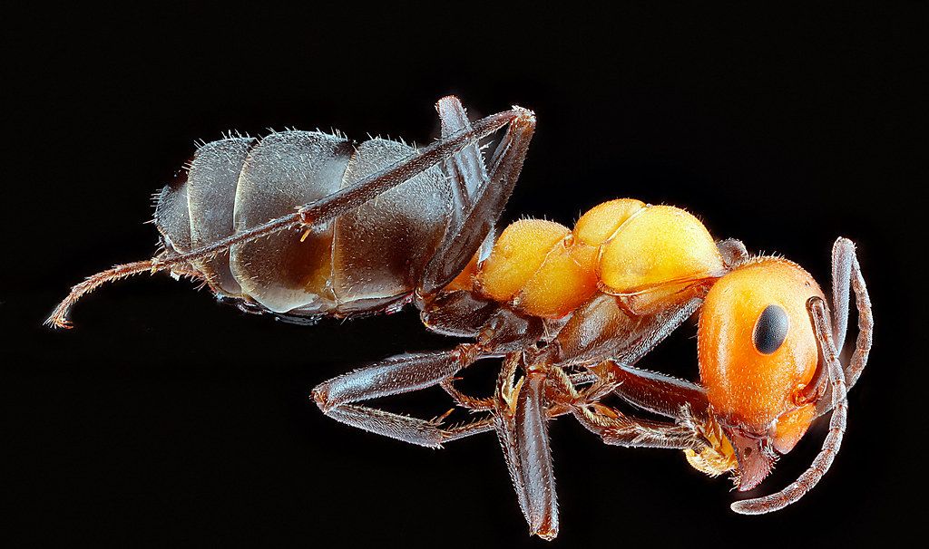 Ant Control service in Clearwater, FL