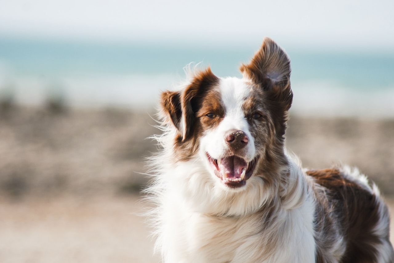 Flea & Tick Control service in Clearwater, FL