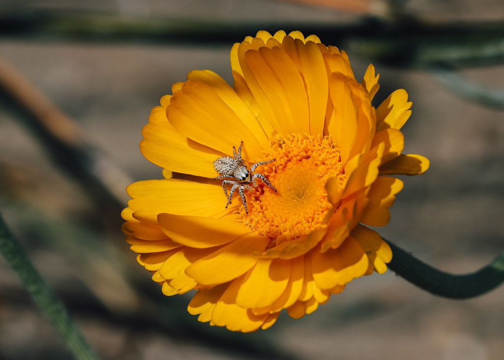Spider Control service in Clearwater, FL